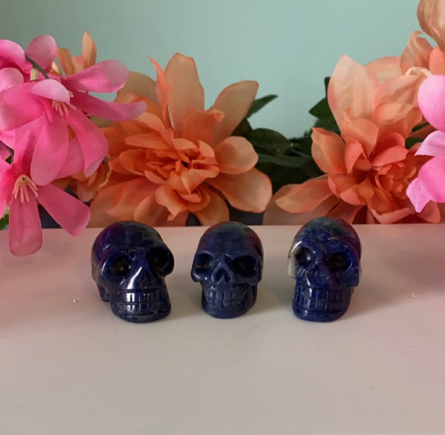 Medium Skull