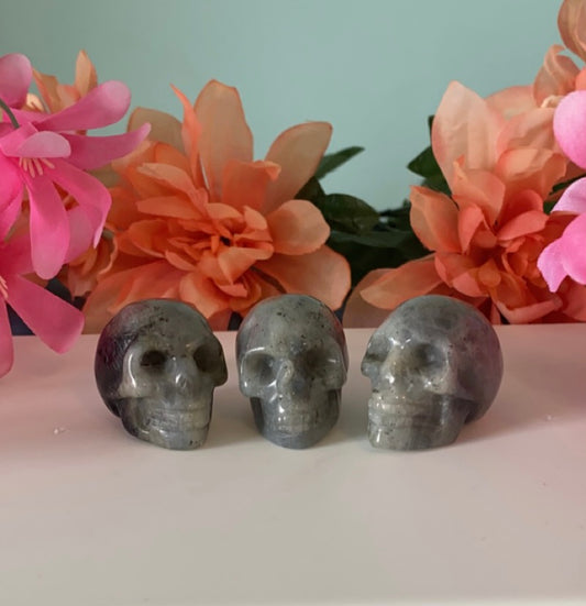 Medium Skull